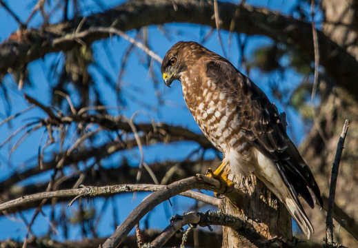 hawk looking down