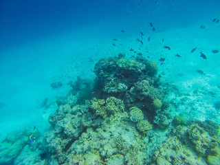 Diving in the Maldives with corals and fish