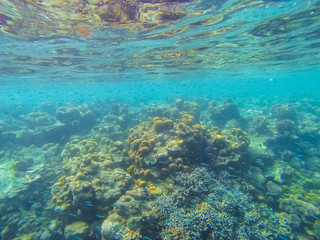 Diving in the Maldives with corals and fish