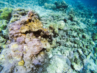 Diving in the Maldives with corals and fish