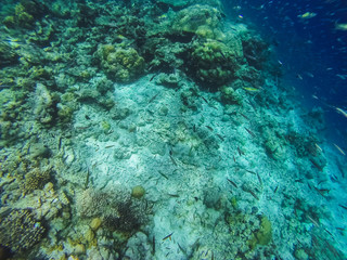Diving in the Maldives with corals and fish