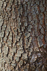 Naklejka premium Tree Wooden Texture