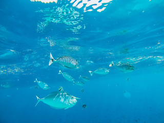 Fish snorkeling and diving underwater in the atoll of the Maldives