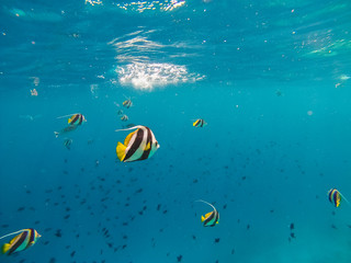 Fototapeta na wymiar Fish snorkeling and diving underwater in the atoll of the Maldives
