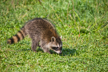 raccoon in field