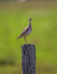 upland sandpiper on post