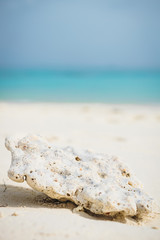 Coral on the white sandy beach of the Maldives