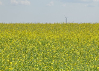 Landscape with a wind electricity generator on a grain field in Estonia.