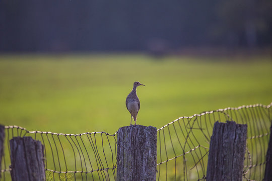 Upland Sandpiper On Post