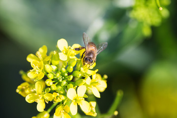 Honey bee collecting pollen on canola flower