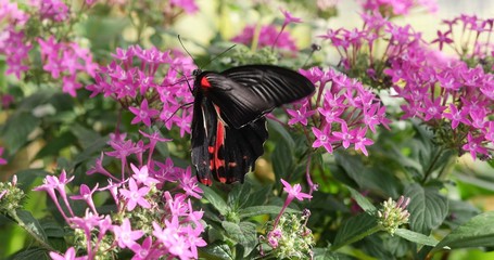 bunter Schmetterling