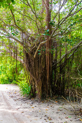 A small jungle in the middle of the Maldives with sandy paths and sun rays through the jungle