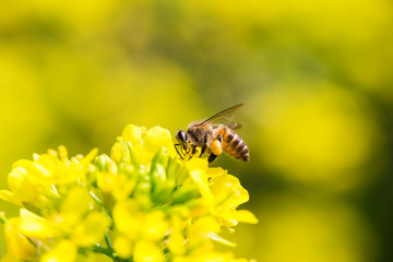 Honey bee collecting pollen on canola flower