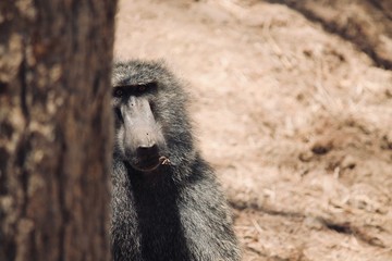 baboon watching 