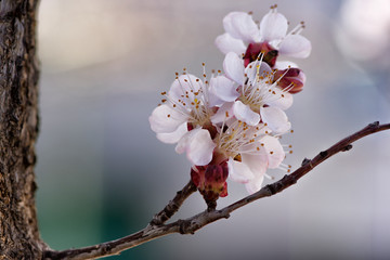 cherry blossom in spring