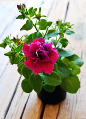 Blooming Petunia plant in a flower pot in the garden.Decorative flowers or gardening concept.Selective focus.