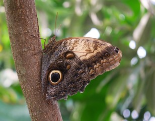 Fototapeta premium Totenkopf