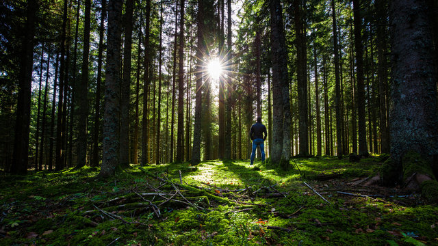 Morning in the Blackforest