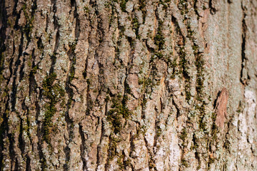 Old tree bark texture and background close up. Brown color toned