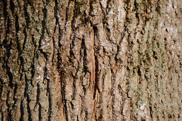 Old tree bark texture and background close up. Brown color toned