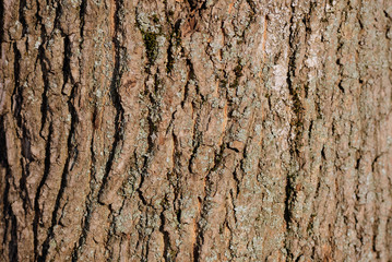 Old tree bark texture and background close up. Brown color toned