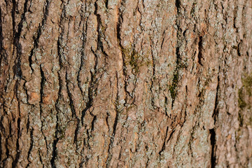 Old tree bark texture and background close up. Brown color toned