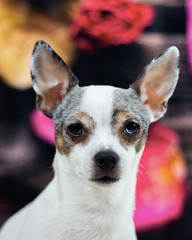 Cute  Chihuahua