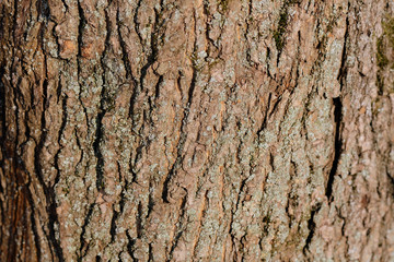 Old tree bark texture and background close up. Brown color toned