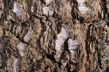 Birch tree bark texture and background close up. Brown color toned