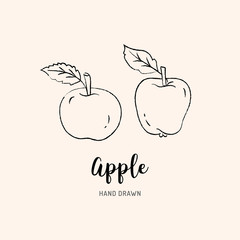 Apple drawing Vector hand drawn apples. Sketch of apples on white background, Vector isolated icons set