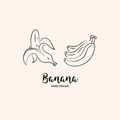 Banana fruit drawing Vector hand drawn bananas. Sketch of bananas on white background, Vector isolated icons set