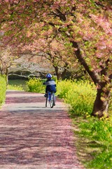 南伊豆　桜のじゅうたんをサイクリング