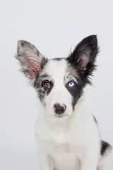 Obraz premium Border Collie