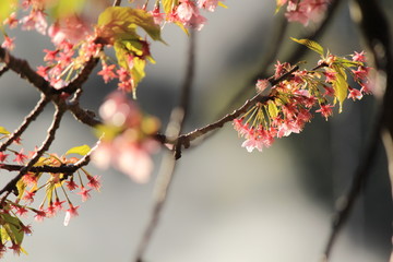 散り際の桜たち