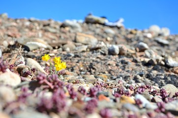 Yellow Flowers Growing On A Rock