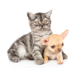 Tabby kitten embracing chihuahua puppy. Isolated on white background