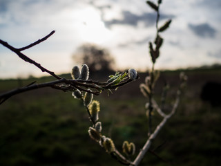 Frühlingsbeginn
