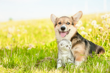 Pembroke Welsh Corgi puppy and tabby kitten standing together on a summer grass. Empty space for text