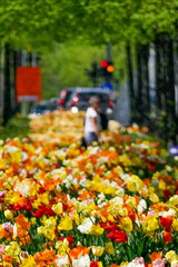 STOCKHOLM, SWEDEN Flower arrangements of tulips along Lindhagensgatan