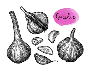 Ink sketch of garlic.