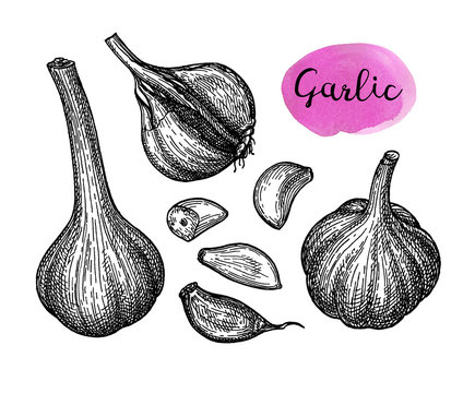 Ink sketch of garlic.