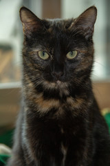 Schwarze Hauskatze mit arrogantem Blick