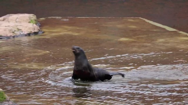 Due otarie si sfidano in una lotta