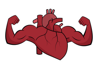 A healthy heart flexes muscle on white background