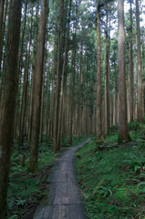 Fototapeta premium Conifer tree trunks in the Mitarai ravine Nara,Japan.