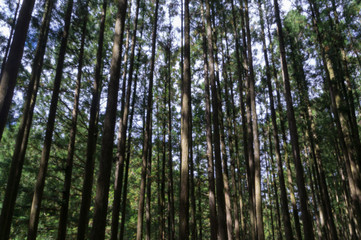 Fototapeta premium Conifer tree trunks in the Mitarai ravine Nara,Japan.