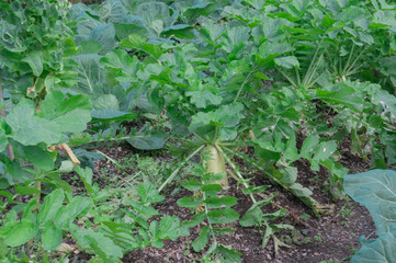Radish grow in the field in the Mitarai ravine Nara,Japan.