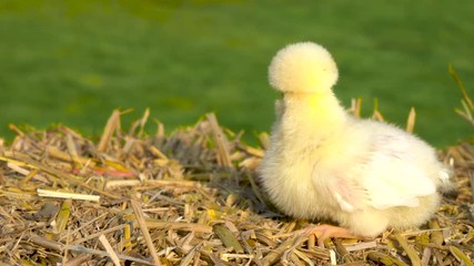 4K Video clip of one cute yellow chick, baby Poland Chicken, sitting on a hay bale outside in golden summer sunshine