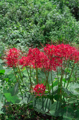 Red spider lily and tea field.