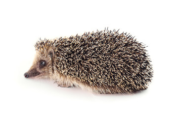 wild hedgehog isolated on white background